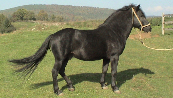bosnian-pony-5