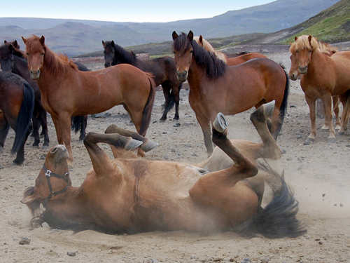 horse_rolling_500