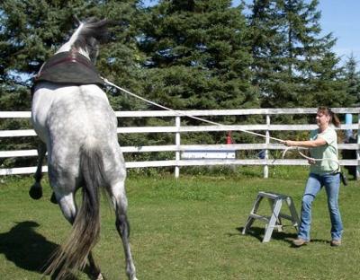horse-training-advice-from-atlas-21360225